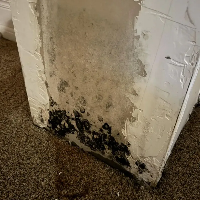Professional Mold Removal in Reading, OH